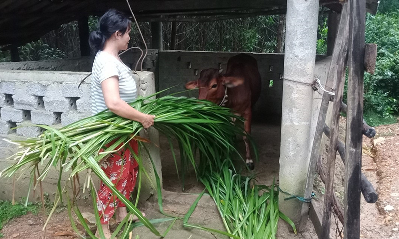 Nhiều hộ nông dân hộ nghèo được hỗ trợ sinh kế, phát triển sản xuất.