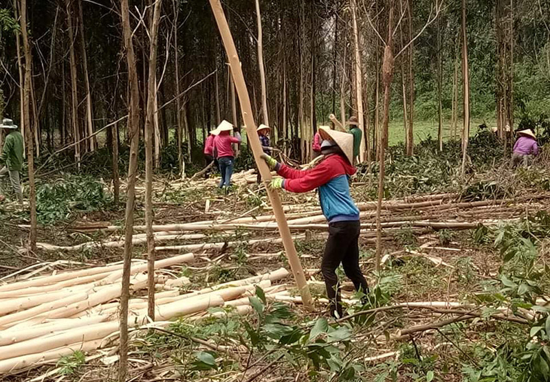 Nghề khai thác keo thuê ở Minh Hóa vất vả nhưng cho thu nhập khá.