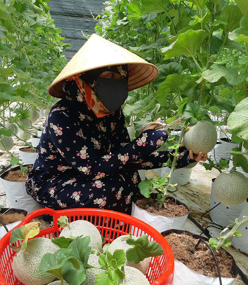 Nhiều HTX hoạt động trong lĩnh vực nông nghiệp khôi phục sản xuất sau dịch Covid-19.