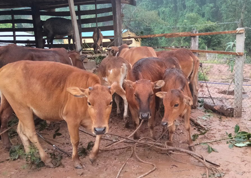Mô hình chăn nuôi của gia đình chị Y Quyết, xã Thượng Trạch (Bố Trạch).