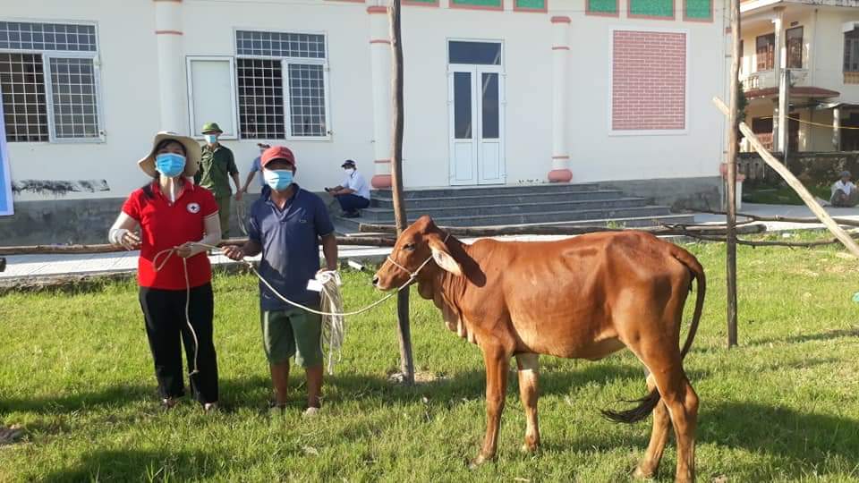 Dự án “Ngân hàng bò” được Hội CTĐ huyện Quảng Ninh triển khai hiệu quả. 