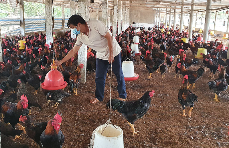 Hơn 1,4 vạn con gia cầm trong trang trại ông Tạ Công Ngọc đã 4 tháng tuổi nhưng vẫn chưa thể xuất chuồng.