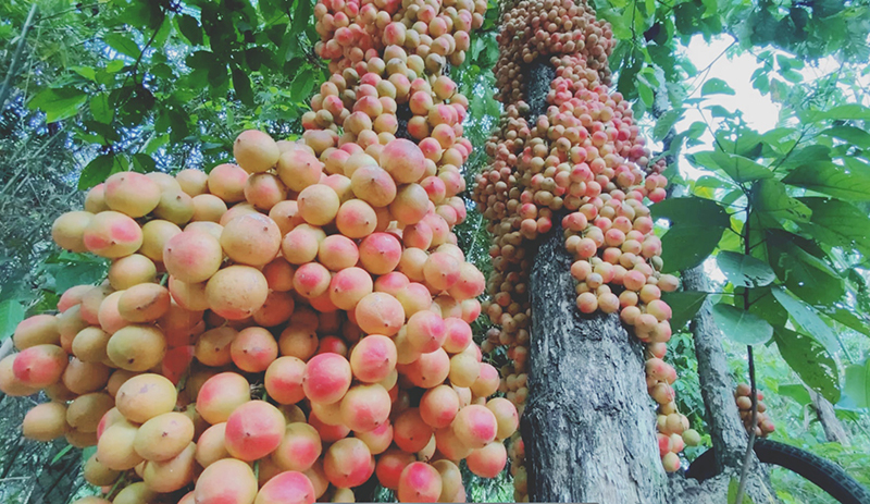 Dâu da chín mọng, trĩu trịt trên những thân cây sần sùi.