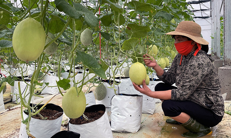 Các mô hình sản xuất nông nghiệp an toàn theo chuỗi liên kết, tiêu thụ sản phẩm ngày càng được nhân rộng trong toàn tỉnh.