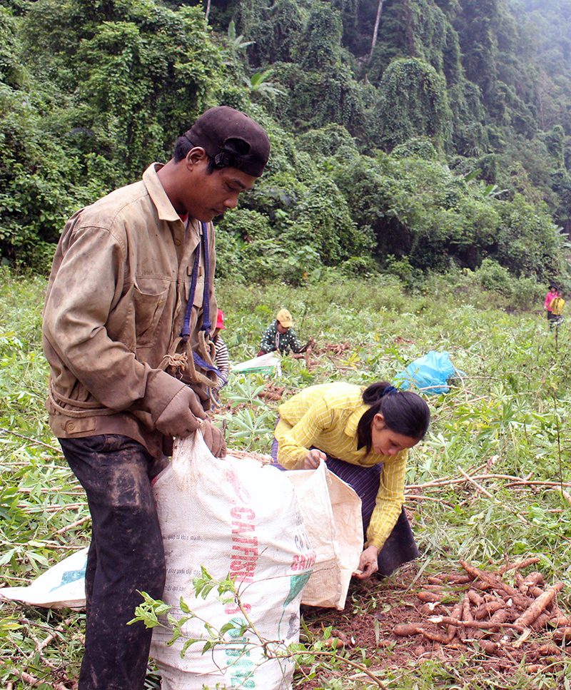 Người dân bản Trung Sơn thu hoạch sắn.