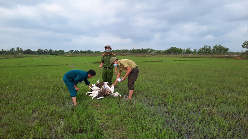 Các lực lượng chức năng đang tiêu hủy dụng cụ bẫy chim