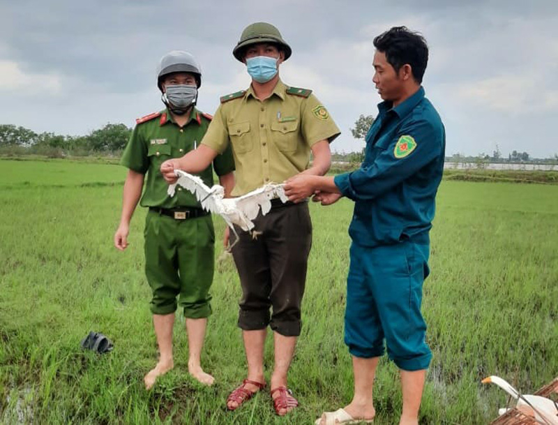 Một cá thể cò được thả về tự nhiên