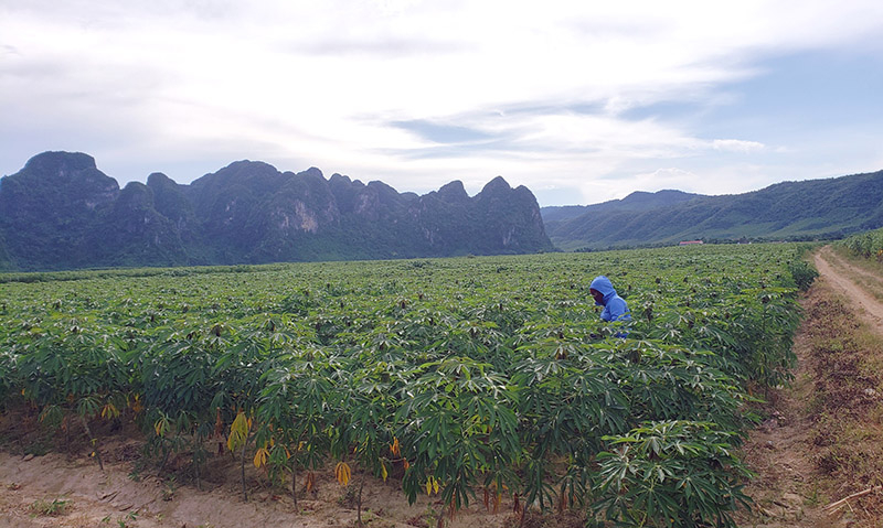 Vụ đông-xuân 2021-2022, toàn tỉnh dự kiến gieo trồng 6.500ha sắn, năng suất ước đạt 188 tạ/ha.