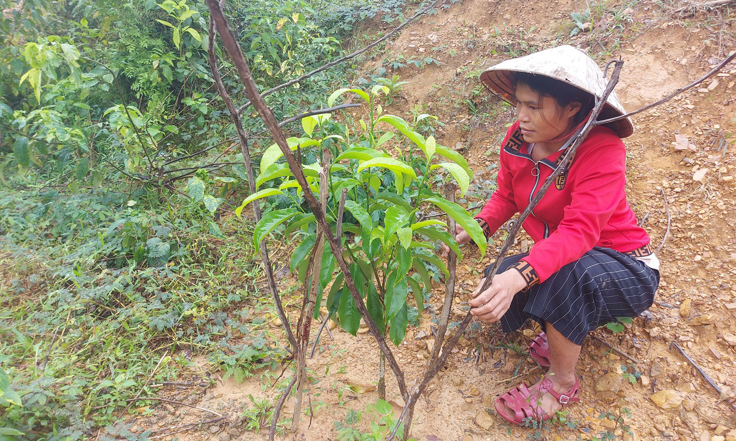 Cây dổi đã bén rễ, phát triển tốt ở bản La Trọng 1, xã Trọng Hóa.