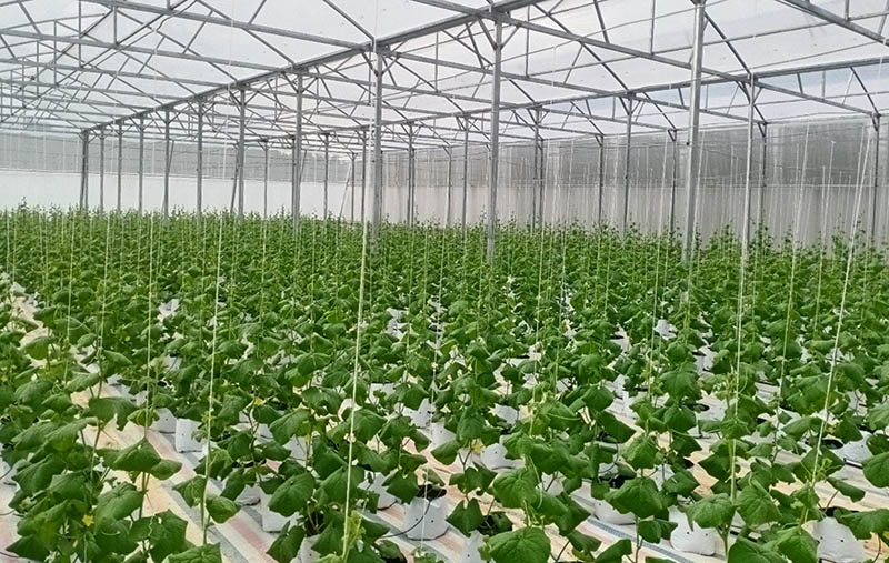 Hệ thống nhà màng được đầu tư khép kín, hiện đại, tránh được các yếu tố bất lợi của thời tiết.