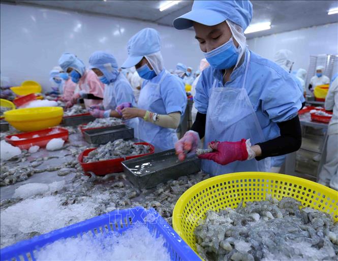 Chế biến tôm xuất khẩu tại nhà máy của Công ty CP Bá Hải (tỉnh Phú Yên). Ảnh: Vũ Sinh/TTXVN