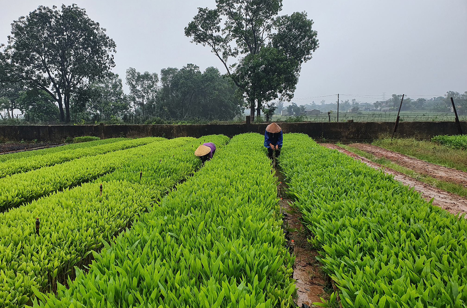 Công nhân Công ty CP Giống lâm nghiệp vùng Bắc Trung bộ chăm sóc cây giống.