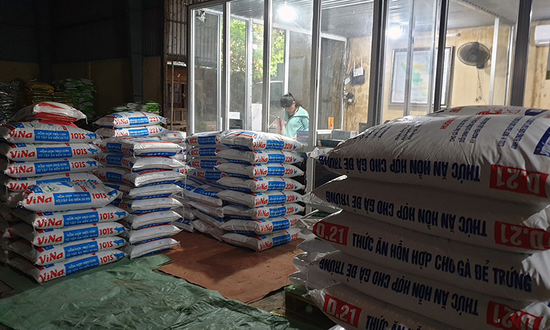 Giá thức ăn liên tục tăng trong khi giá lợn hơi giảm khiến người chăn nuôi gặp rất nhiều khó khăn.