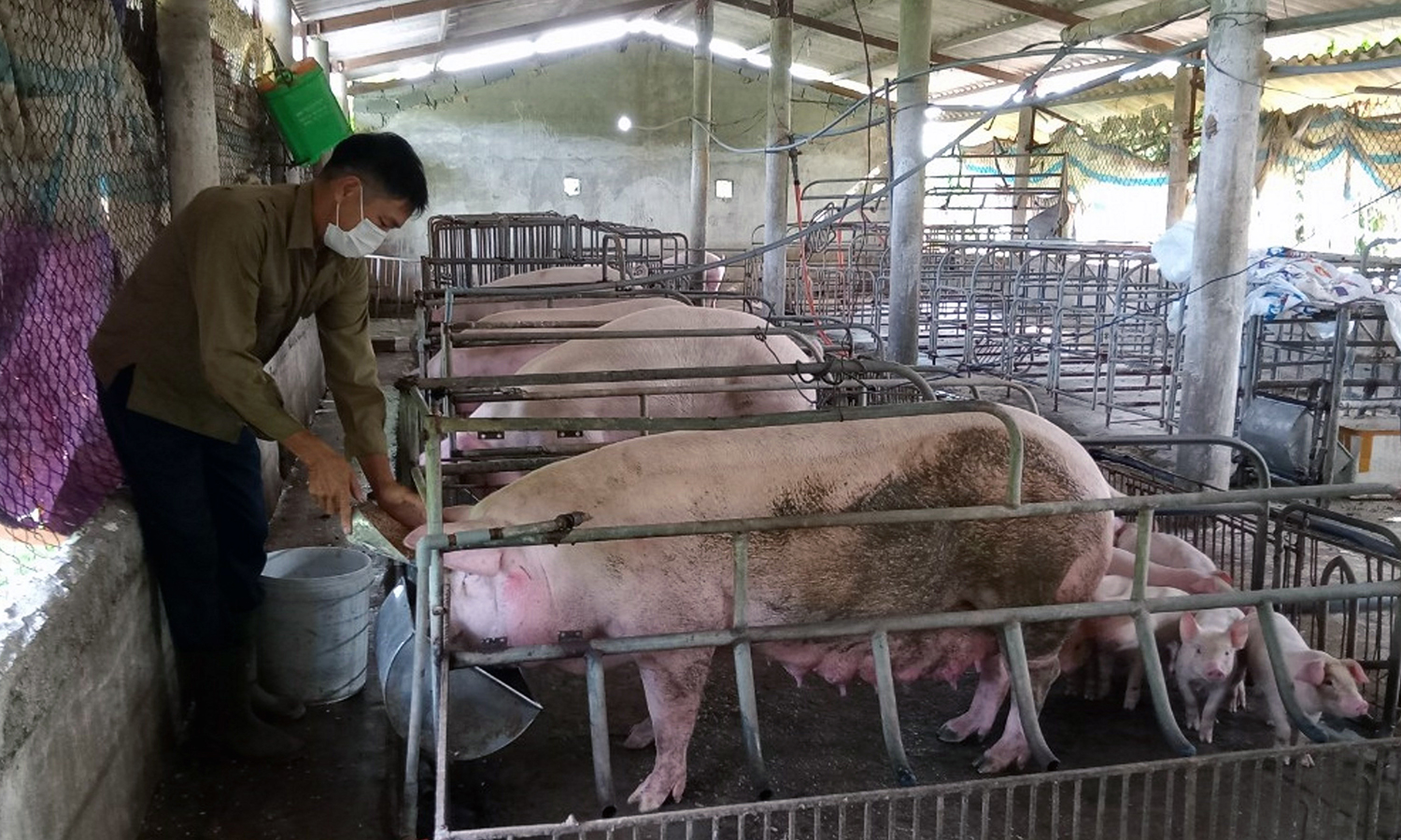 Các hộ chăn nuôi trên địa bàn tỉnh chưa yên tâm tái đàn.