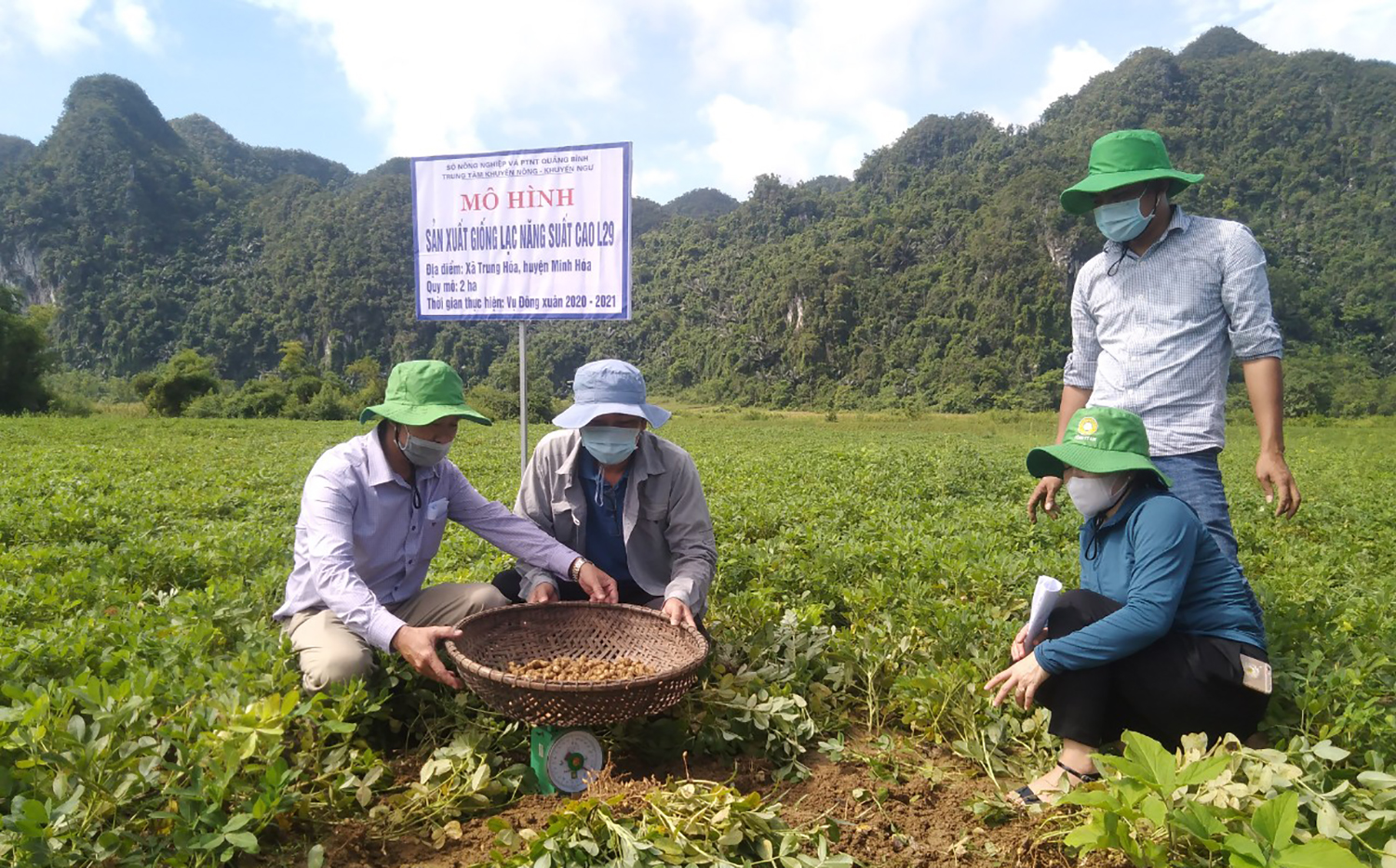 Giống lạc mới L29 được Trung tâm Khuyến nông-Khuyến ngư tỉnh chuyển giao thông qua các mô hình trình diễn.
