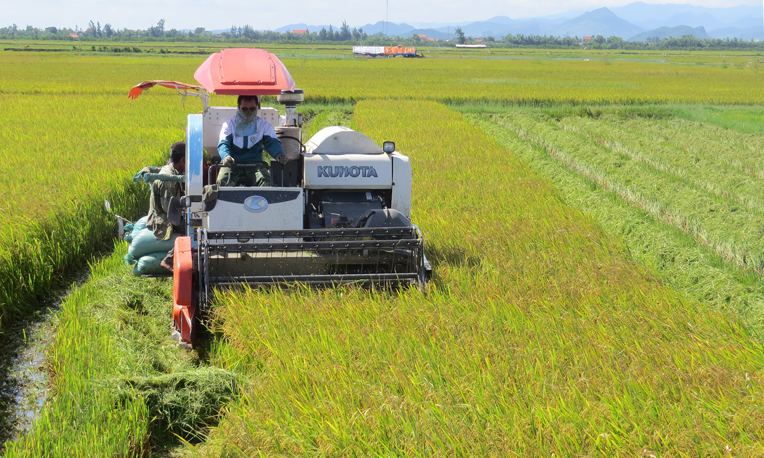 Giống lúa QC25 sẽ được đưa vào sản xuất đại trà trong vụ đông-xuân 2021-2022.
