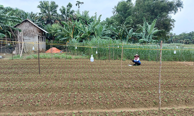 Sau khi trồng khoảng 1 tuần, bà con nông dân bắt đầu xới đất, làm cỏ cho hoa.
