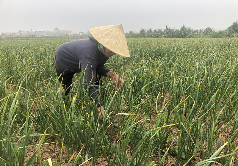 Chuyển đổi diện tích trồng lúa kém hiệu quả sang trồng rau màu mang lại thu nhập cao cho nông dân TX. Ba Đồn.