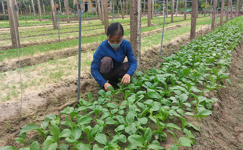 Mặc dù canh tác theo chuẩn VietGAP, nhưng THT rau an toàn xã Võ Ninh vẫn chưa đáp ứng được yêu cầu của siêu thị Co.opmart.