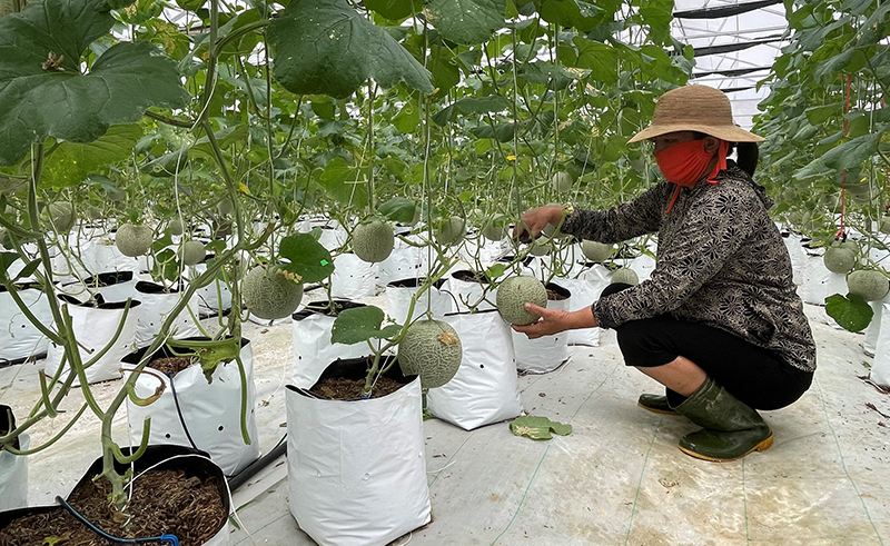 Sản phẩm dưa lưới sản xuất theo tiêu chuẩn VietGAP được người tiêu dùng ưa chuộng.