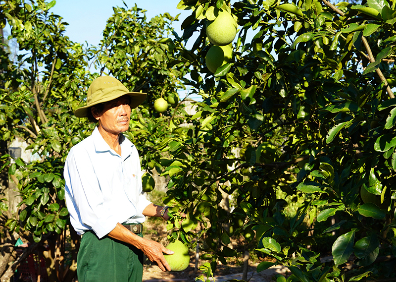 Ông Phạm Duy Bốn bên cây bưởi da xanh tốt tươi trên đất đồi Hoa Thủy.