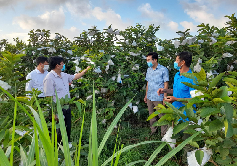 Năm 2022, huyện Bố Trạch sẽ tiếp tục khôi phục sản xuất, chuyển đổi cây trồng, con nuôi phù hợp, tạo thêm việc làm cho người dân.