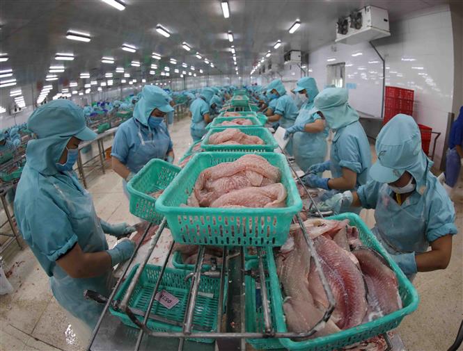 Dây chuyền chế biến cá tra phi lê xuất khẩu tại nhà máy của Công ty CP đầu tư phát triển đa quốc gia. Ảnh minh họa: Vũ Sinh/TTXVN