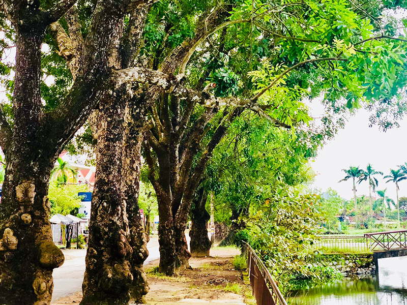 Hàng cây xà cừ rêu phong trên vùng đất Cộn.