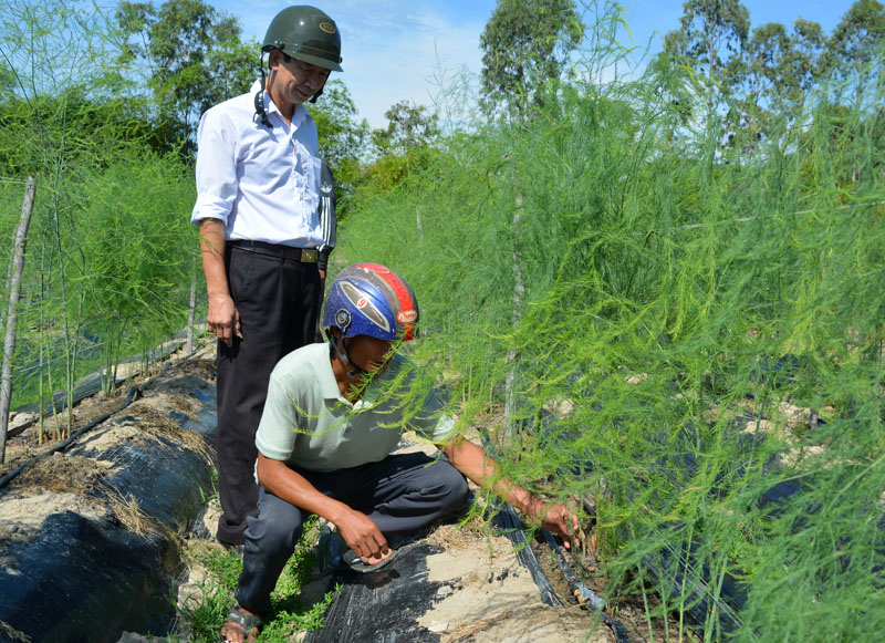 Huyện Bố Trạch hỗ trợ, triển khai ứng dụng tiến bộ khoa học kỹ thuật vào sản xuất măng tây thương phẩm tại xã Hải Phú, đạt hiệu quả kinh tế cao.