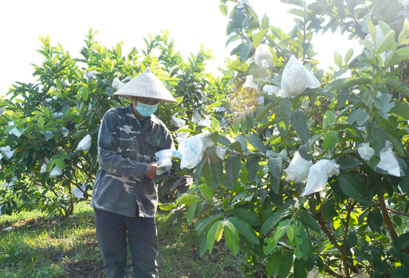 HTX Nông nghiệp ứng dụng công nghệ cao Tâm An chuyên trồng ổi sạch (ở xã Lý Trạch) đạt năng suất cao, bảo đảm chất lượng. 