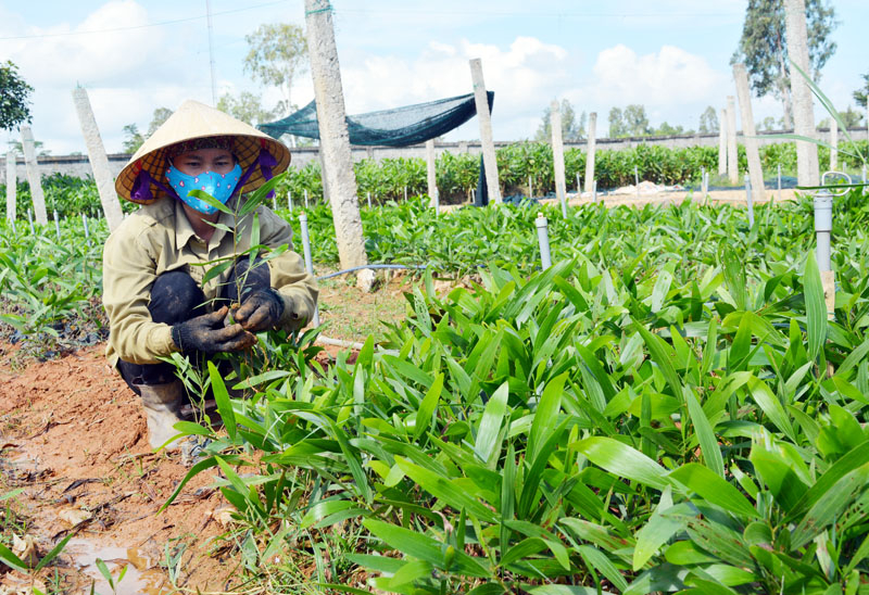 Bố Trạch chuẩn bị các điều kiện về giống, vật tư, lực lượng lao động và tích cực tiến hành các bước triển khai trồng cây xanh trên địa bàn toàn huyện.