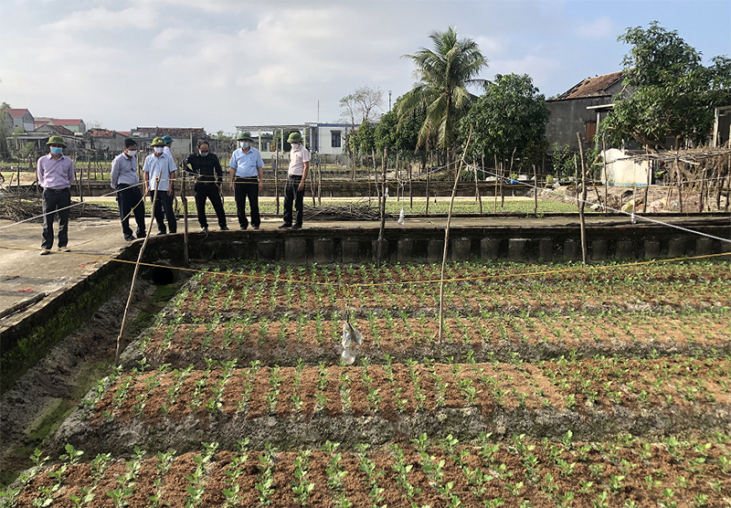  Người dân xã Hồng Thủy vào vụ trồng hoa Tết.