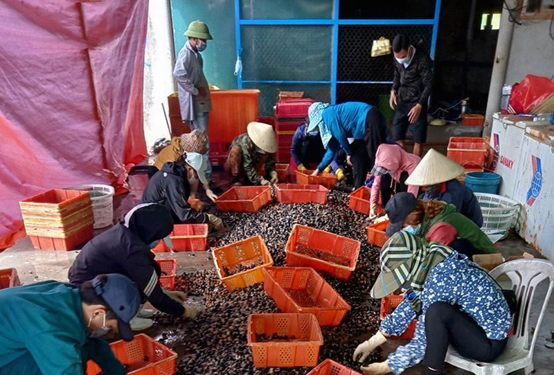 Không chỉ đem lại thu nhập ổn định cho hộ nuôi, mô hình nuôi ốc hương còn tạo việc làm cho nhiều lao động địa phương.
