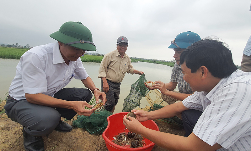 Tôm, cua cho thu nhập cao, mang lại hiệu quả kinh tế trên cánh đồng trong sản xuất nông nghiệp.
