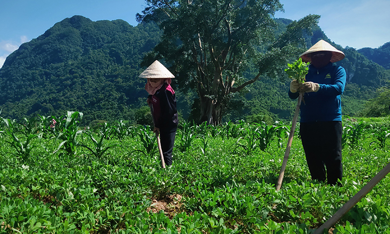 Chuyển đổi cơ cấu cây trồng, nâng cao chất lượng đời sống nhân dân.