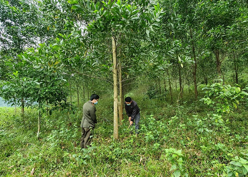 Khu rừng gỗ lớn hơn 2 năm tuổi của ông Đinh Văn Công, ở thôn Khai Hóa, xã Thượng Hóa (Minh Hóa) đang phát triển rất tốt.