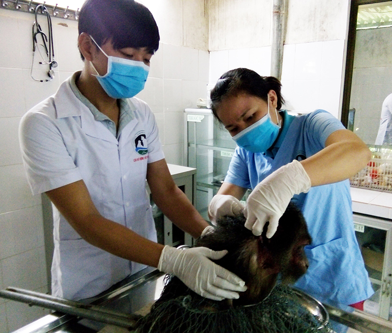 Trong 20 năm qua, VQG Phong Nha-Kẻ Bàng đã tiếp nhận và cứu hộ 1.378 cá thể động vật hoang dã.