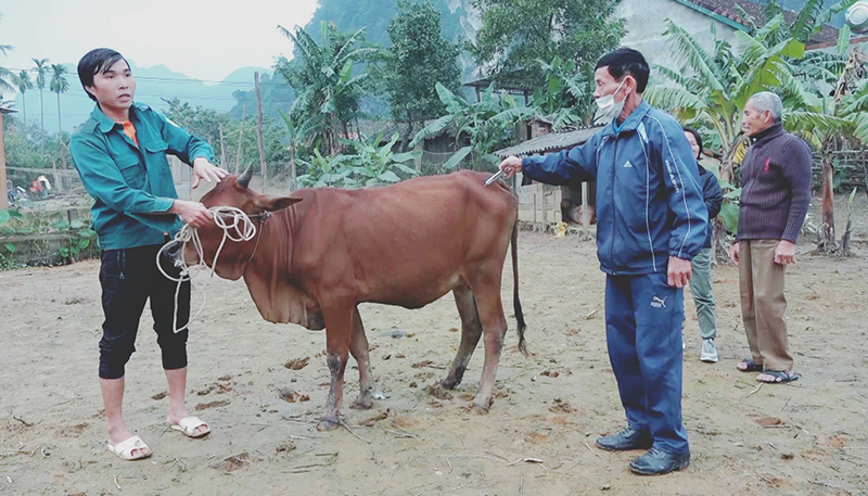 Tiêm vắc xin phòng bệnh viêm da nổi cục trên trâu bò.