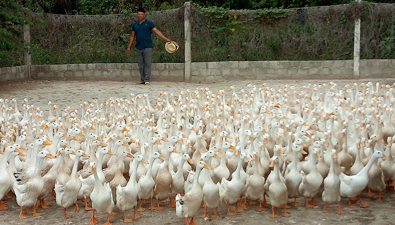 Nhờ chú trọng nhân rộng các mô hình phát triển kinh tế nên tỷ lệ hộ nghèo huyện Tuyên Hóa giảm đều qua các năm.