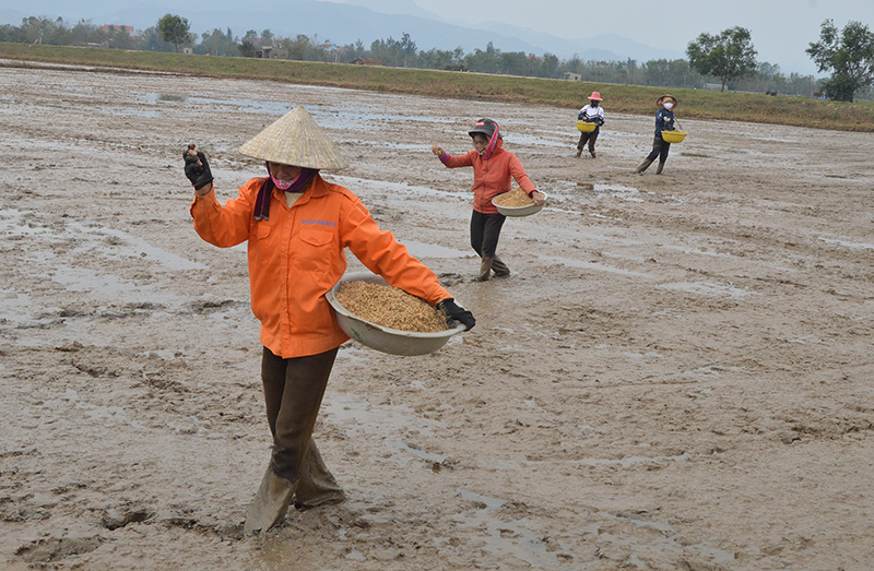Người dân đề nghị tỉnh có chính sách hỗ trợ và trợ giá các mặt hàng phục vụ nông nghiệp, nhất là giá giống sản xuất vụ đông xuân 2021-2022. 