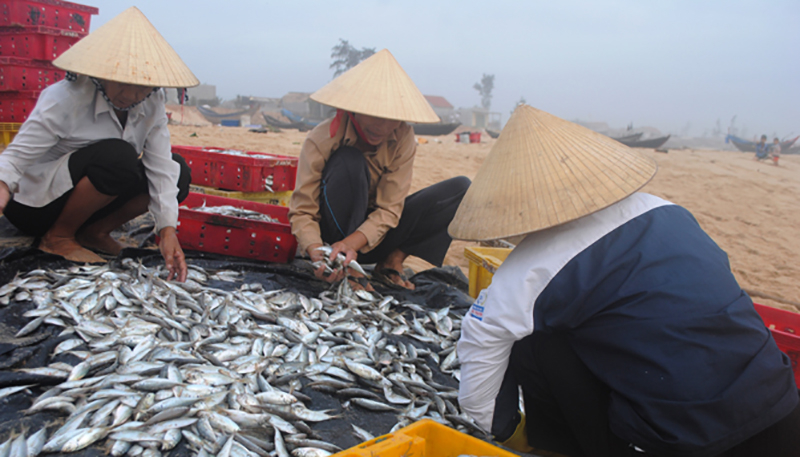 Người cao tuổi ở xã Nhân Trạch thu mua hải sản, góp phần phát triển kinh tế ở địa phương.