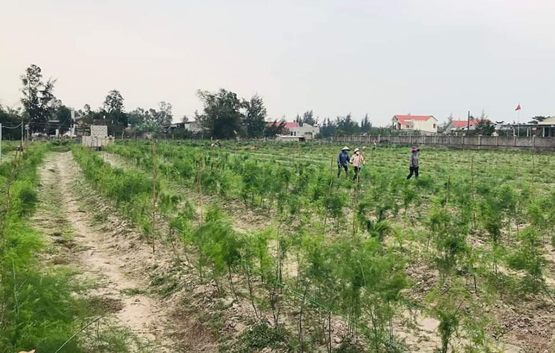 Năm 2021, lĩnh vực nông nghiệp ứng dụng công nghệ cao có sự phát triển mạnh mẽ.