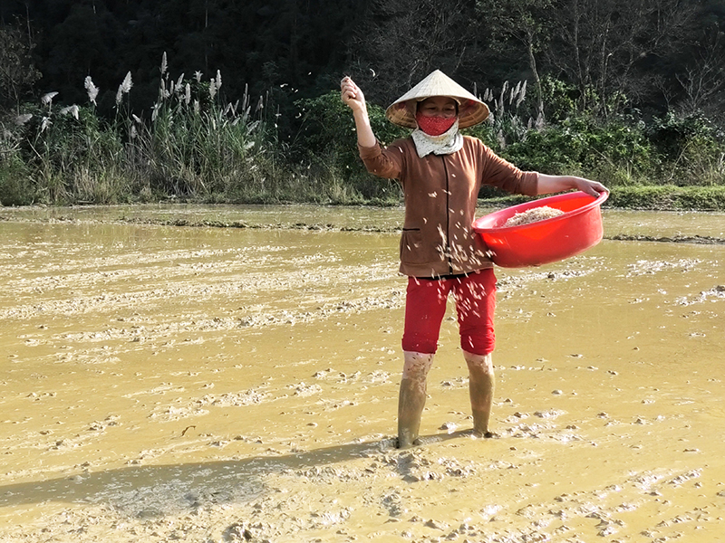 Người Rục đã biết tự gieo giống trên mảnh ruộng được phân của mình, với sự hướng dẫn, giúp đỡ của bộ đội biên phòng.