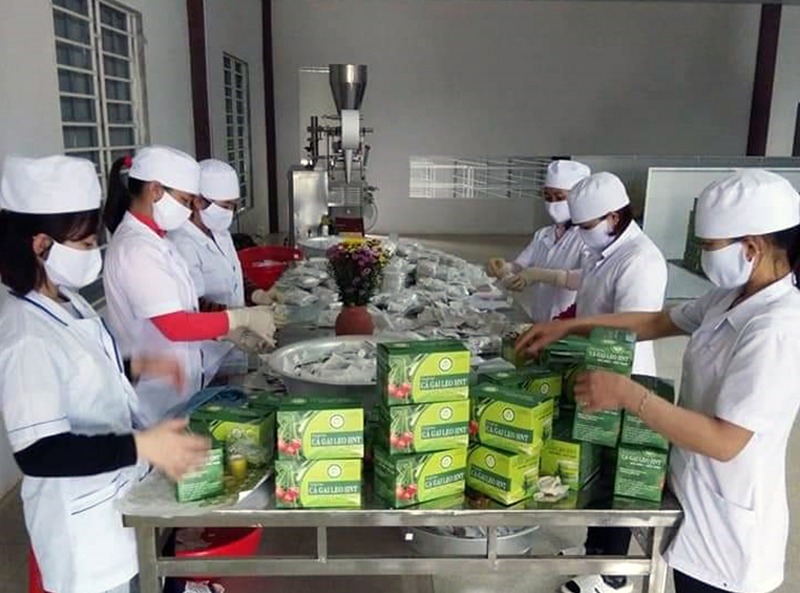 Sơ chế dược liệu cây kim tiền thảo và sâm báo của Công ty Nông nghiệp xanh.