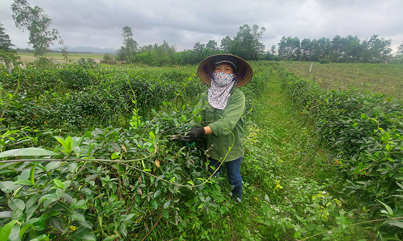 Để mô hình HTX nông nghiệp ngày càng phát triển, các sở, ngành, địa phương cũng đã thực hiện các chính sách hỗ trợ, ưu đãi trong thành lập mới HTX, đào tạo, bồi dưỡng cán bộ quản lý; tạo điều kiện quy hoạch, giới thiệu địa điểm mặt bằng, thủ tục thuê đất, cấp giấy chứng nhận sử dụng đất; thuế, tín dụng; kết nối cung cầu, tiêu thụ hàng hóa do HTX cung ứng; ứng dụng khoa học kỹ thuật, công nghệ mới để chế biến sản phẩm; đầu tư kết cấu hạ tầng…