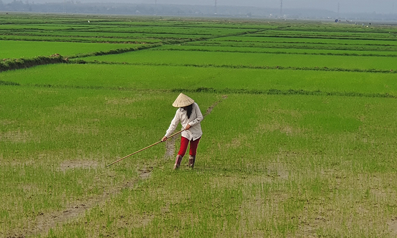 Nông dân Lệ Thủy chăm sóc lúa vụ đông-xuân.