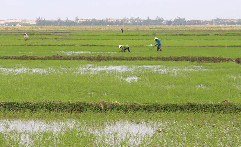 Bà con nông dân huyện Bố Trạch tập trung ra đồng gieo trồng lúa đông-xuân 2021-2022.