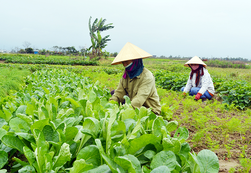 Bà con nông dân các địa phương trên địa bàn TP. Đồng Hới chăm sóc rau màu vụ đông-xuân 2021-2022.