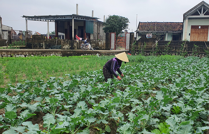 Nông dân xã Hồng Thủy chăm sóc cây trồng vụ đông-xuân.