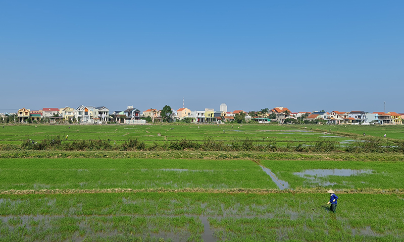 Nông dân chăm sóc lúa vụ đông-xuân.